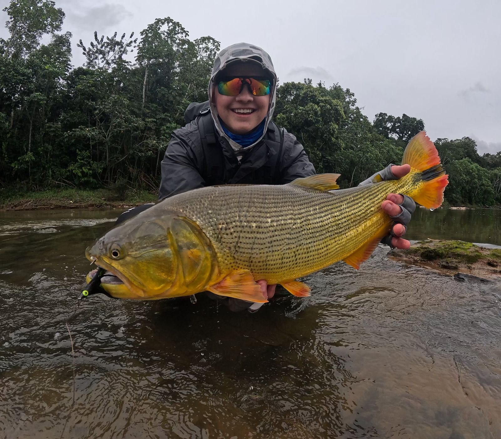 Dorado in the rain on the Sécure River