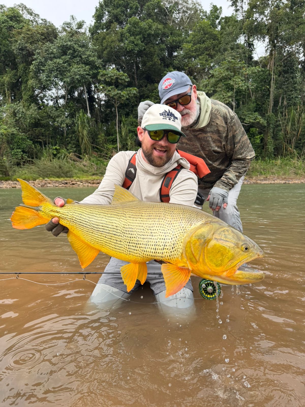 An aggressive dorado brought to hand
