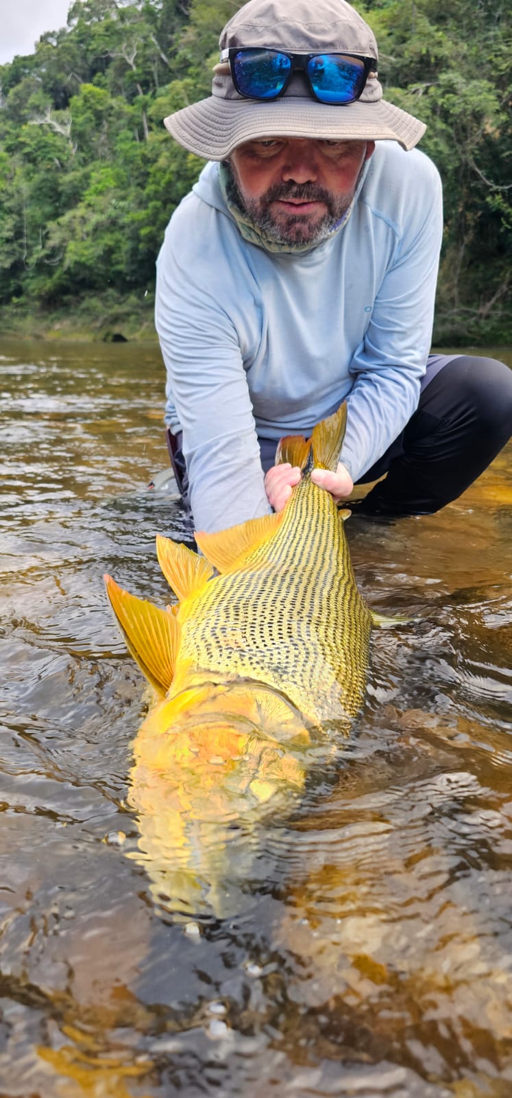 Golden dorado landed in crystal clear water