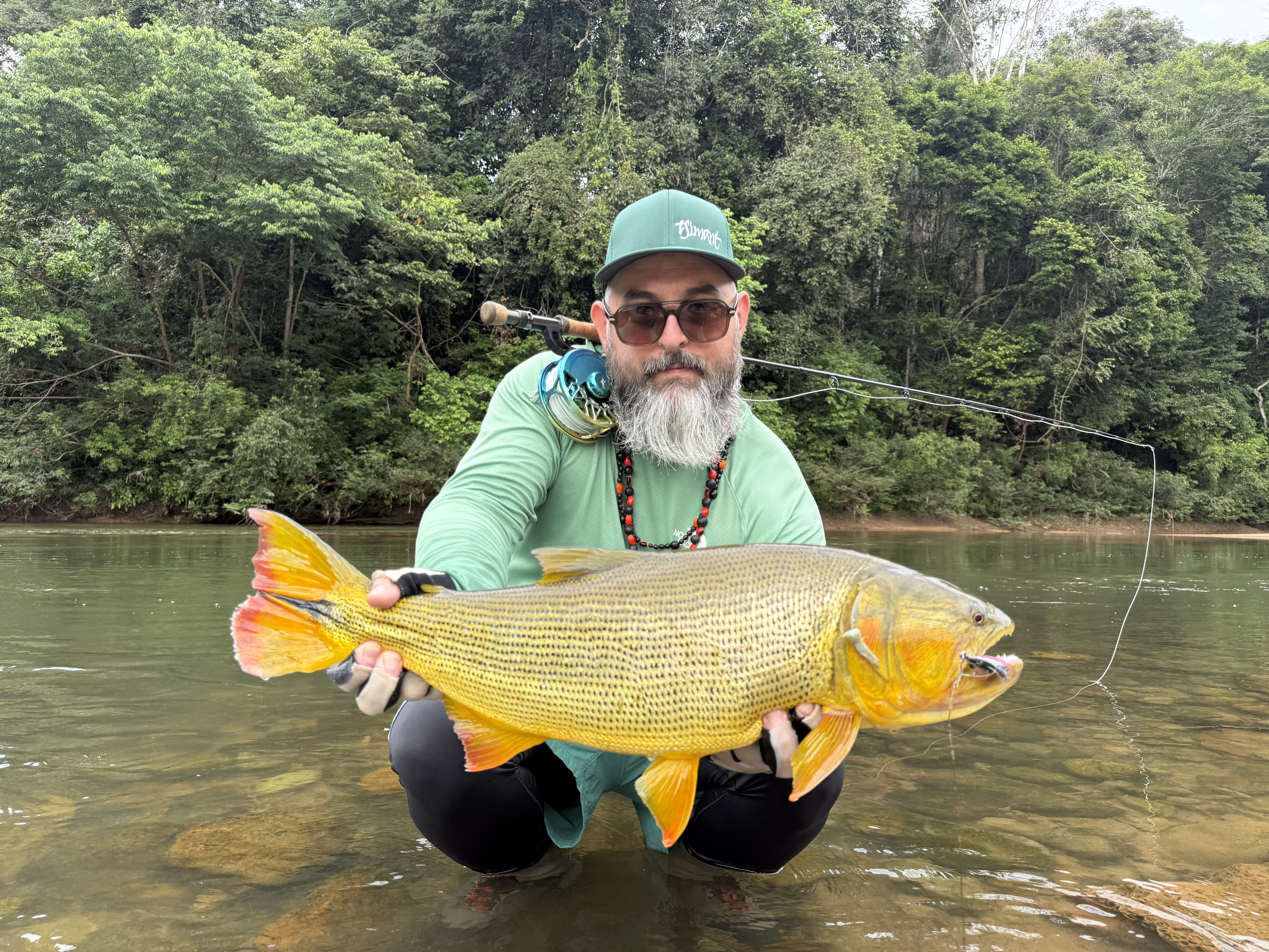 A large dorado exploding on migrating sábalo in the shallows of the Sécure