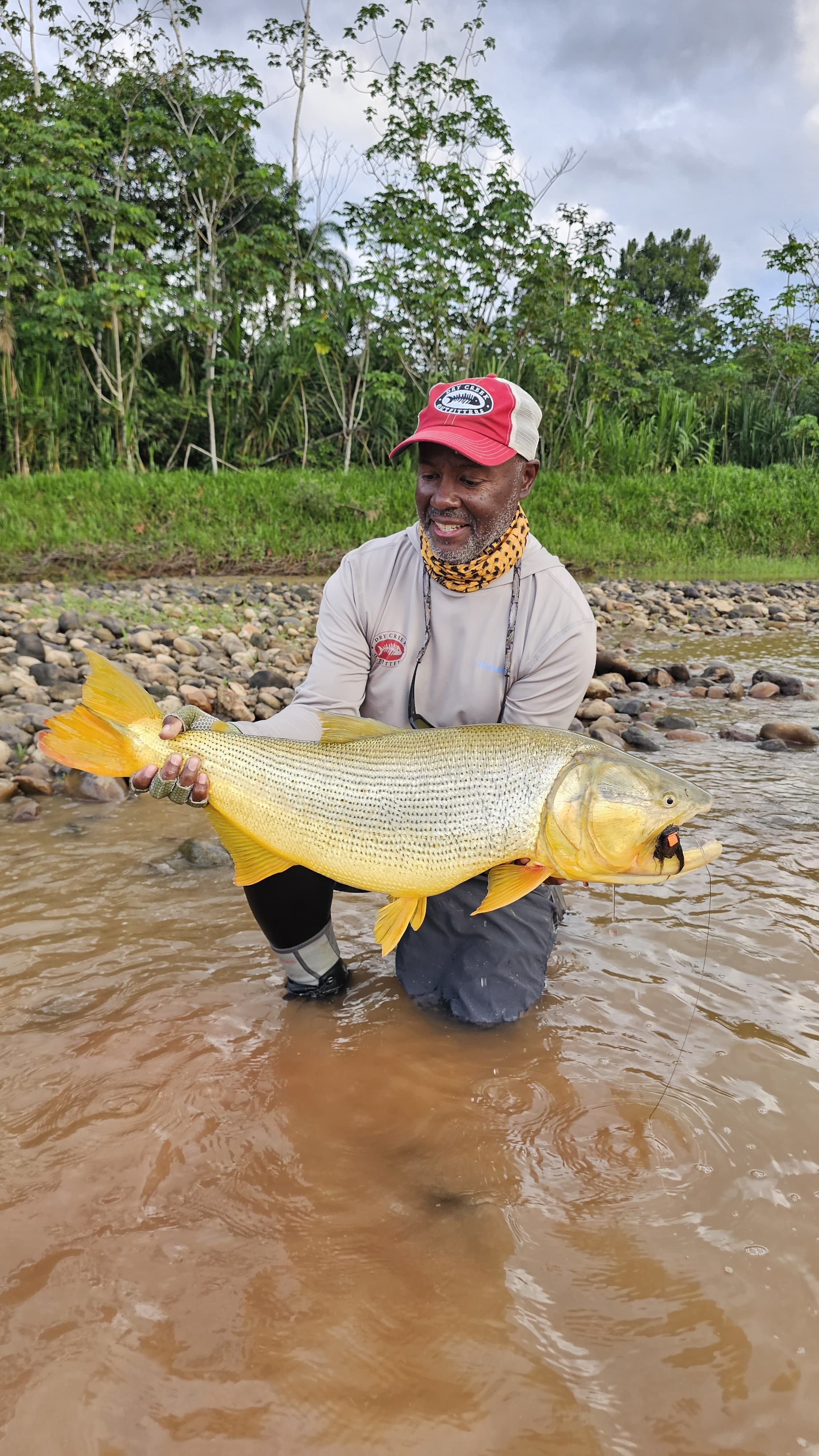 The week's biggest dorado, taken on a topwater fly in rising water