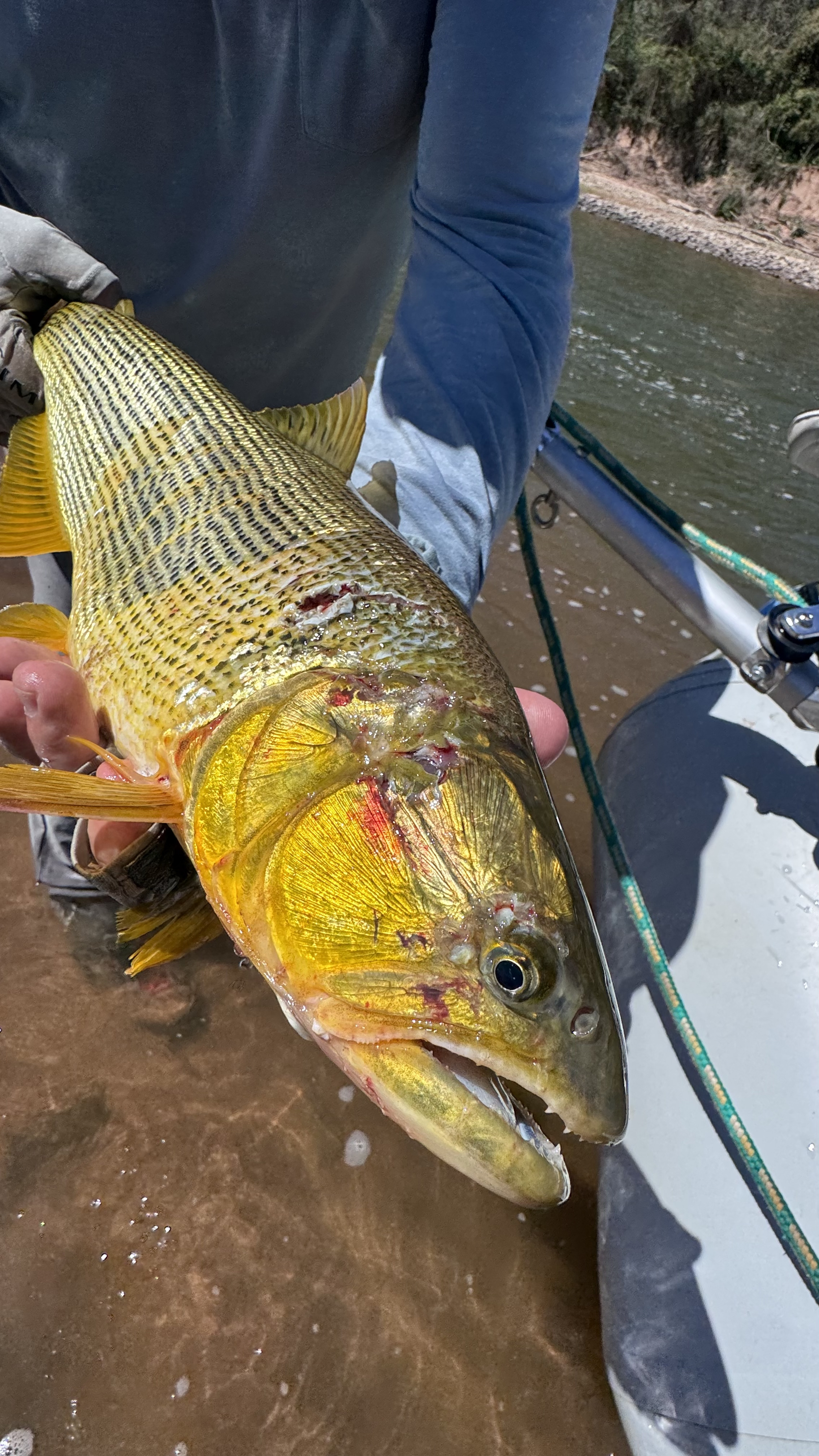 The injured dorado