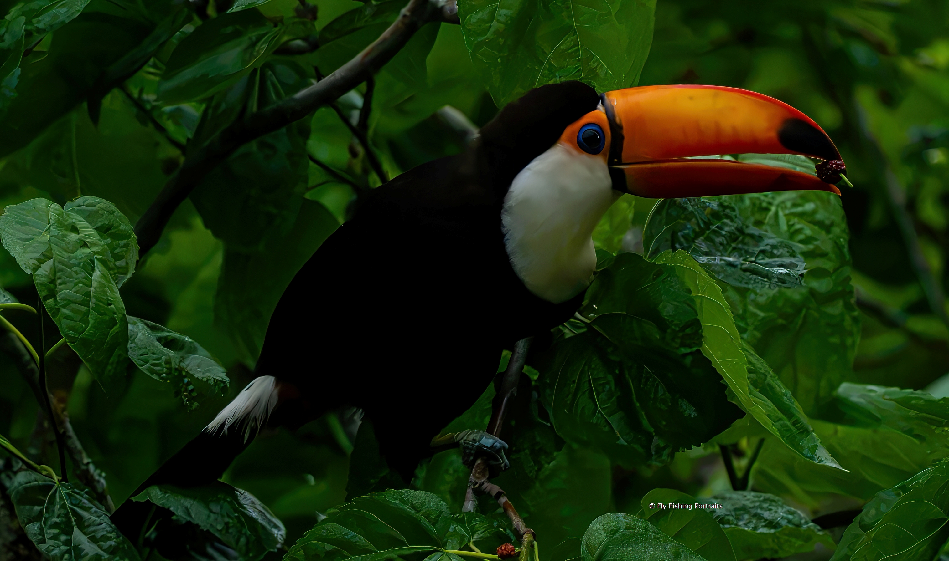 One of the birds of the Yungas, photographed while the fog lifted