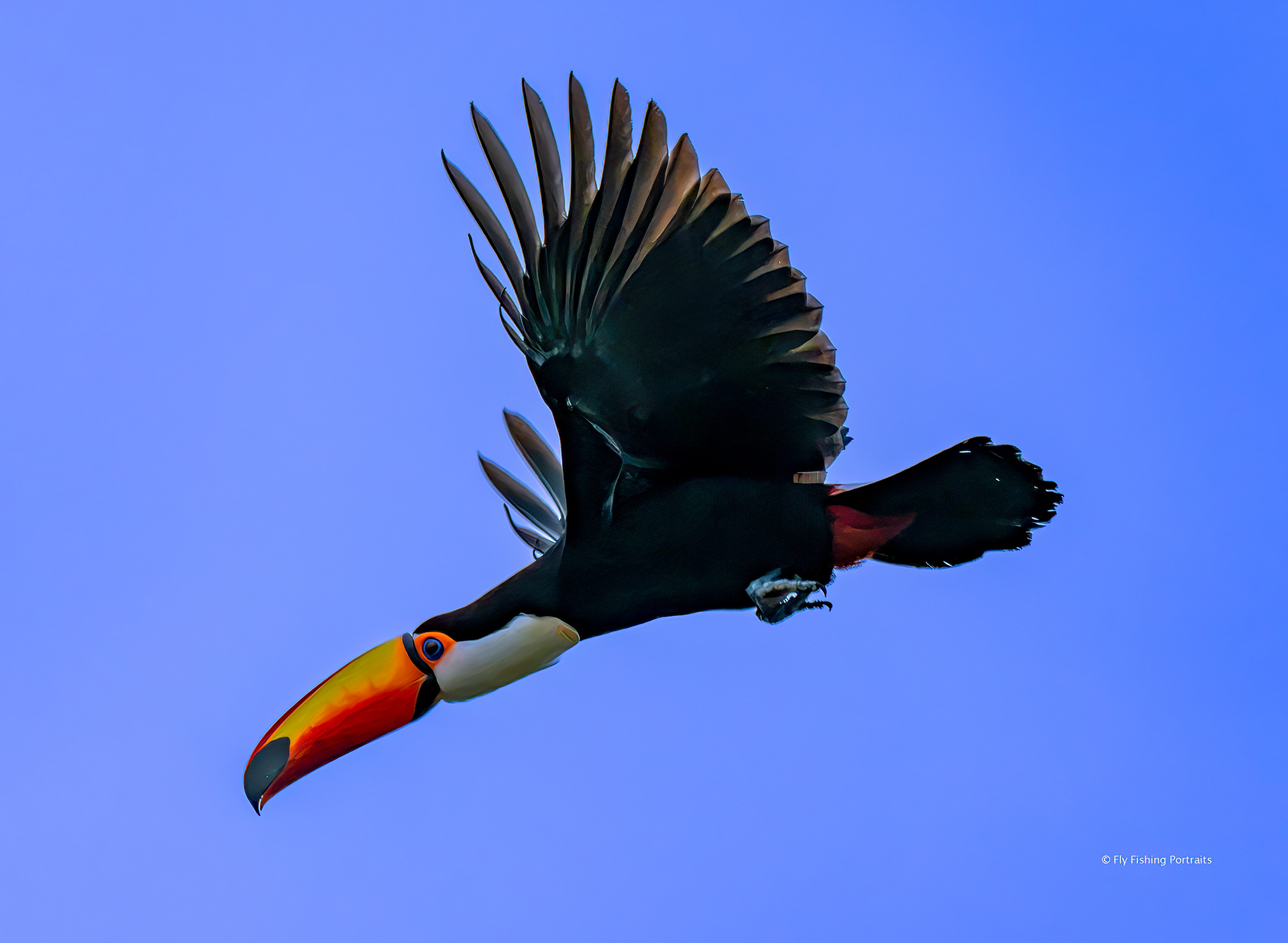 Another of the morning&rsquo;s bird sightings